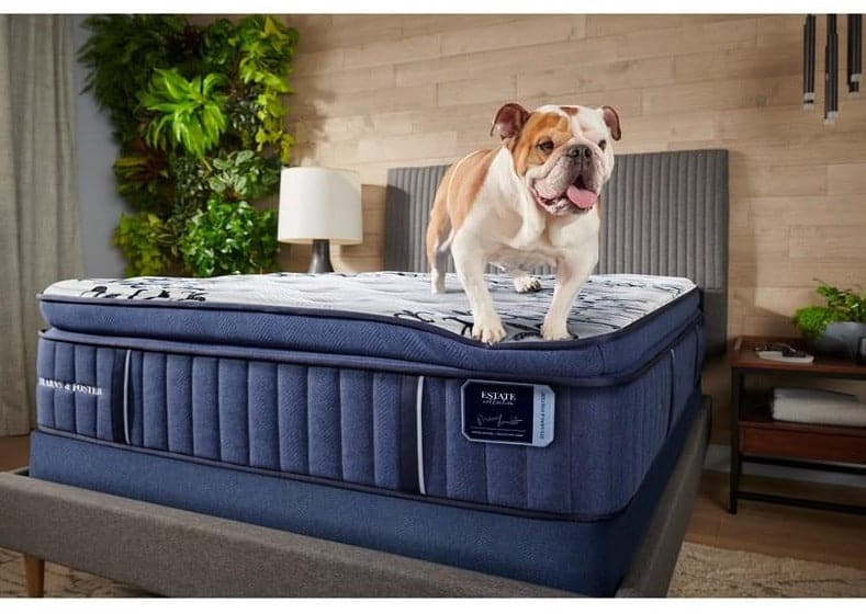 Stearns & Foster Mon Cheri 15